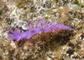 Flabellina affinis